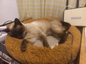 Коврик з підігрівом для тварин
