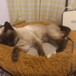 Коврик з підігрівом для тварин, — это не просто комфортный аксессуар, а важный элемент ухода за вашим питомцем в холодное время года. Благодаря безопасной технологии нагрева и множеству
