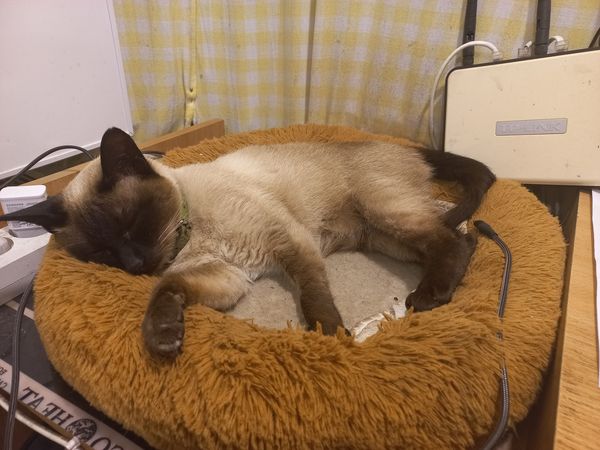 Коврик з підігрівом для тварин, — это не просто комфортный аксессуар, а важный элемент ухода за вашим питомцем в холодное время года. Благодаря безопасной технологии нагрева и множеству